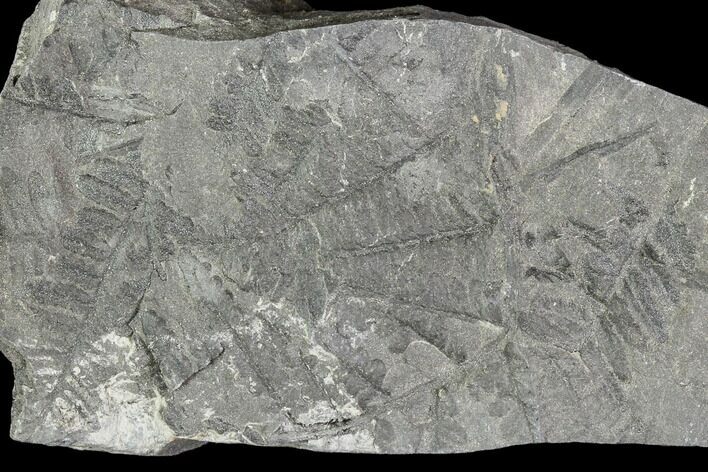 Carboniferous Fossil Fern (Sphenopteris) Plate - Poland #111648